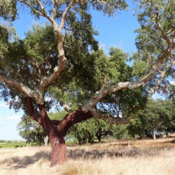 Der private Landsitz mit Jagdgebiet nutzt 800 ha Fläche für den Weinanbau und hat dazu ein ökologisch ausgetüfteltes Bewirtschaftungssystem entwickelt - (c) Sabine Zoller