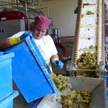 Hier werden die sonnenverwöhnten weißen Chardonnay Reben seit den frühen Morgenstunden geschnitten und auf dem Hof sofort zu einem frisch gepressten, süßen, goldfarbenen Rebensaft verarbeitet - (c) Sabine Zoller