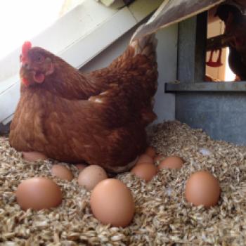 Warum an Weihnachten mehr Eier gekauft werden als an Ostern, Ein Interview mit Bioland-Landwirt Klaus Bird - (c) Bioland