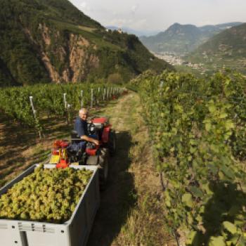 Weingut Franz Gojer, Glögglhof in Bozen - <a href="https://www.genussfreak.de/kokos-spinat-suppe-mit-jakobsmuscheln" target="_blank">weitere Infos zum Weingut und der dort produzierten Weine</a> - (c) Weingut Franz Gojer