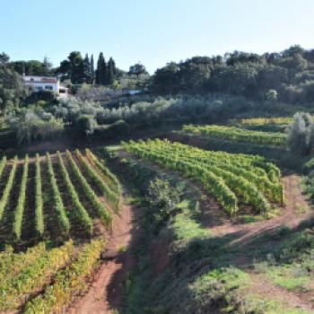 Im weißen Bereich sind dies Chardonnay, Manzoni und Viognier. Die ‚neuen‘, roten Rebsorten sind Syrah, Sagrantino und Tempranillo - (c) Gabi Vögele