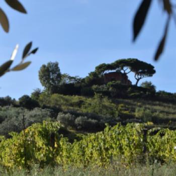 Die Weinberge des Weinguts Arrighi liegen auf Eisen- und Tonböden - (c) Gabi Vögele