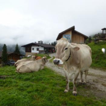 Tierischer Empfang vor der Bichlalm - (c) Anke Sieker/ Hotel Klausnerhof