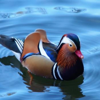 Neben den Pfauen schmücken auch viele andere Tiere die Parkanlagen - (c) Jörg Bornmann