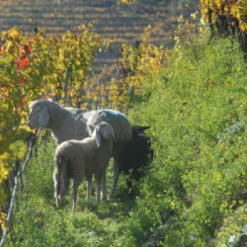 Weingut Alois Lageder - Schafe als 'Natürliche Rasenmäher' im Weinberg (© Weingut Alois Lageder)