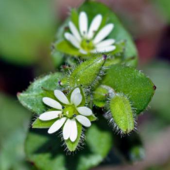 Vogelmiere (Stellaria media) - (c) Wikipedia