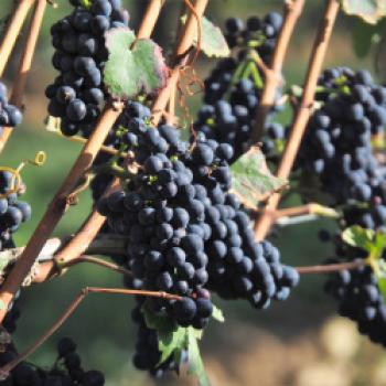 Spätburgunder ist eine klassisch angebaute Rebsorte im Weingut Leiling - (c) Jörg Bornmann