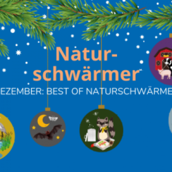 Nachhaltige Geschenkverpackung, drei Tipps für ein Weihnachten ohne Müllberge - (c) LBV