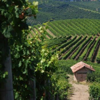 Die Weinproduktion des Monferrato erreicht neue Meilensteine - Piemont Weindaten 2021 - (c) Consorzio Barbera d'Asti e Vini del Monferrato