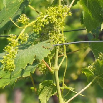 Der Wein findet reinsortig oder im Verschnitt Eingang in die Weißweine der DOC Colli Tortonesi - (c) Jörg Bornmann