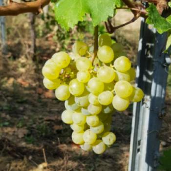 Der Timorasso, eine autochthone Weißweinsorte Norditaliens, die in den Provinzen Alessandria, Asti und Cuneo zugelassen ist - (c) Consortio Colli Tortonesi DOC 