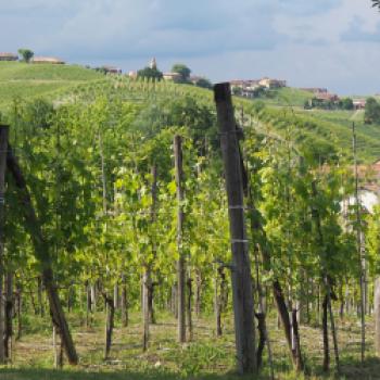 Eine Reise zu den Aromen des Piemont - Wein, Trüffel, Haselnüsse, das Piemont hat kulinarisch viel zu bieten - (c) Jörg Bornmann