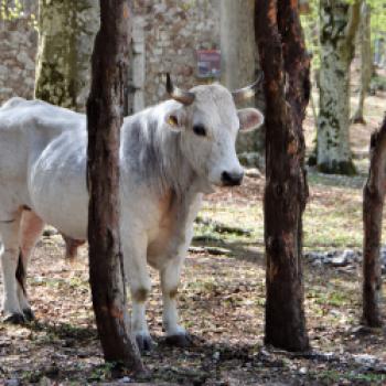 Im Park begegnet man weißen Marchigiana-Rindern ... - (c) Gabi Vögele