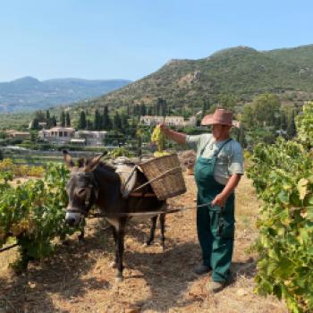 Weinlese auf dem Landgut von Kinsterna - (c) Hotel Kinsterna