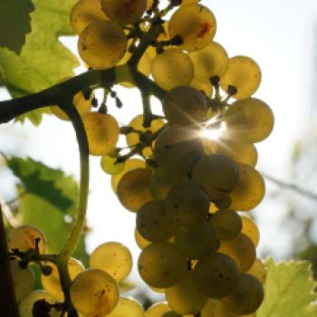 Wine o‘clock in Lana und Umgebung - (c) Hännsl am Ort