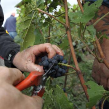 Champagne-Lese 2022: der sonnigste Jahrgang der geschützten Ursprungsbezeichnung - (c) Bureau du Champagne für Deutschland & Österreich