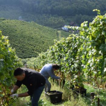 „Riesling wird für mich nie langweilig“, schwärmt die Deutsche Weinkönigin Katrin Lang - (c) Jörg Bornmann