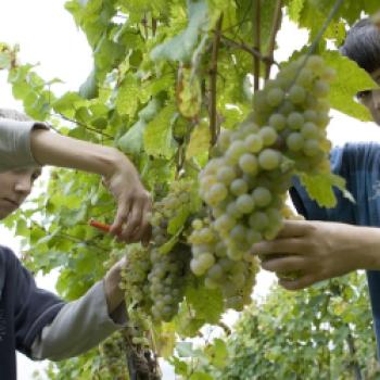 Heißer Sommer, nasser Herbst - Guter Jahrgang 2022 in den Ecovin Kellern - (c) Ecovin