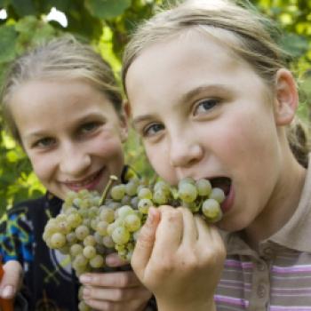 Heißer Sommer, nasser Herbst - Guter Jahrgang 2022 in den Ecovin Kellern - (c) Ecovin