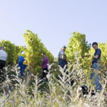 Heißer Sommer, nasser Herbst - Guter Jahrgang 2022 in den Ecovin Kellern - (c) Ecovin