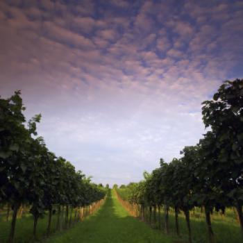 "Rubin Carnuntum", die Visitenkarte der Region - (c) Photographie Helmreich