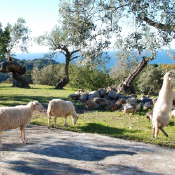 Mallorca – das kulinarische Urlaubsziel im Mittelmeer - (c) Gabi Vögele