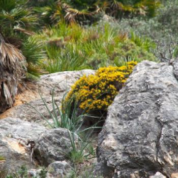 Mallorca – das kulinarische Urlaubsziel im Mittelmeer - (c) Jörg Bornmann