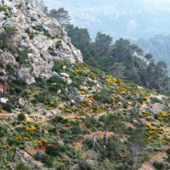 Mallorca – das kulinarische Urlaubsziel im Mittelmeer - (c) Jörg Bornmann