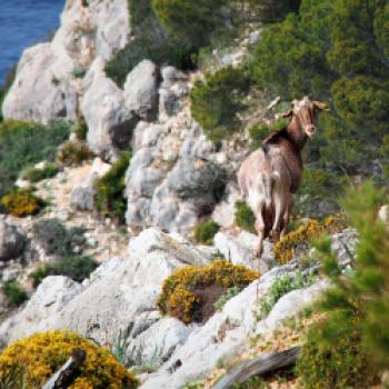 Mallorca – das kulinarische Urlaubsziel im Mittelmeer - (c) Jörg Bornmann