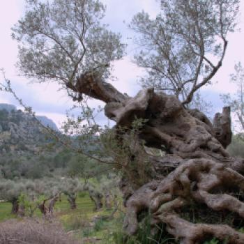 Mallorca – das kulinarische Urlaubsziel im Mittelmeer - (c) Gabi Vögele