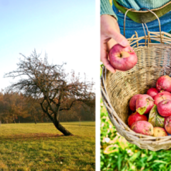 Streuobstwiesen – erhalten die Natur und die Produkte sind biologisch und schmecken hervorragend