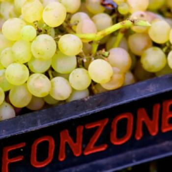 Die Weine von Fonzone – eine besondere Entdeckung, das Weingut aus Kampanien lockt mit autochthonen Rebsorten - (c) Weingut Fonzone