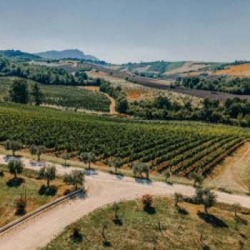 Die Weine von Fonzone – eine besondere Entdeckung, das Weingut aus Kampanien lockt mit autochthonen Rebsorten - (c) Weingut Fonzone