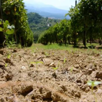 Die Weine von Fonzone – eine besondere Entdeckung, das Weingut aus Kampanien lockt mit autochthonen Rebsorten - (c) Weingut Fonzone