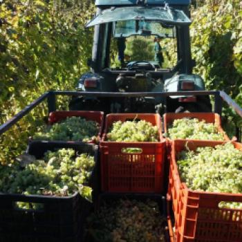 Die Weine von Fonzone – eine besondere Entdeckung, das Weingut aus Kampanien lockt mit autochthonen Rebsorten - (c) Weingut Fonzone