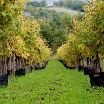 Die Weine von Fonzone – eine besondere Entdeckung, das Weingut aus Kampanien lockt mit autochthonen Rebsorten - (c) Weingut Fonzone