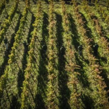 Die Weine von Fonzone – eine besondere Entdeckung, das Weingut aus Kampanien lockt mit autochthonen Rebsorten - (c) Weingut Fonzone