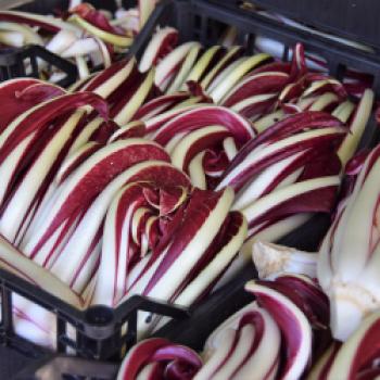 Radicchio di Treviso - (c) Gabi Vögele