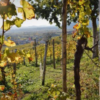 Weinstöcke in den Hügeln des Prosecco - (c) Gabi Vögele