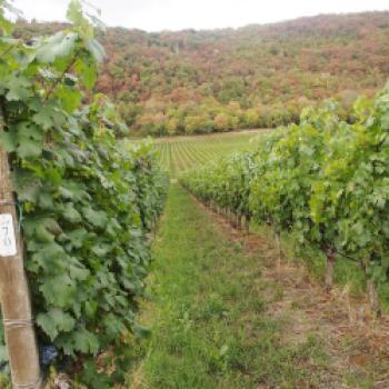 Carmenère aus dem Colli Berici, eine Entdeckung im norden Italiens - (c) Jörg Bornmann 