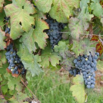 Carmenère aus dem Colli Berici, eine Entdeckung im norden Italiens - (c) Jörg Bornmann 