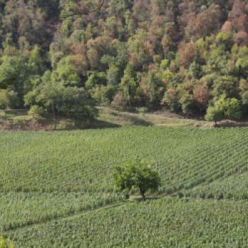 Carmenère aus dem Colli Berici, eine Entdeckung im norden Italiens - (c) Jörg Bornmann 