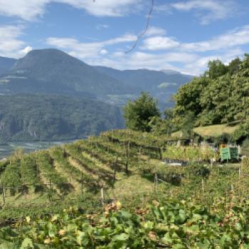 Drei Rebsorten für Terlan, im Terlaner Cuvée können Sie die DNA Terlans erleben - (c) Cantina Terlan