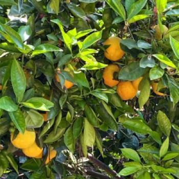 Das Land von Reis, Orangen und Paella - Valencias Umgebung, Albufera, Cullera, Favara, La Palmera, Sueca, Xátiva, kulinarisch entdecken - (c) Gabi Dräger