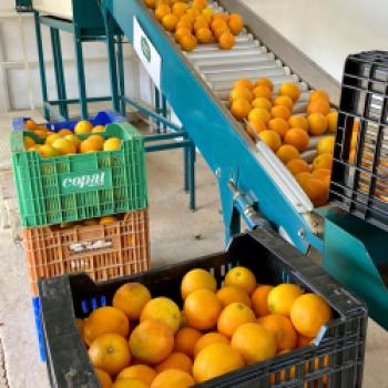 Das Land von Reis, Orangen und Paella - Valencias Umgebung, Albufera, Cullera, Favara, La Palmera, Sueca, Xátiva, kulinarisch entdecken - (c) Gabi Dräger