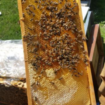 Oase für Pflanzen und Insekten, ein Spaziergang durch die Kindheit im Obst- und Naturgarten in Lohnsburg - (c) Gabi Dräger