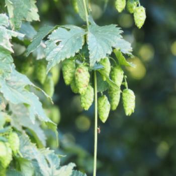 Kräuter-Bier-Longdrink - Die wahre Hopfenkaltschale - <a href="https://www.genussfreak.de/kraeuter-bier-longdrink" target="_blank">zum Rezept</a> - (c) Jörg Bornmann