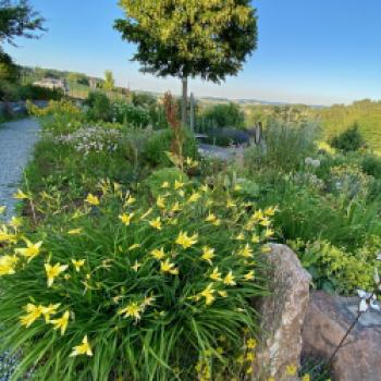 Oase für Pflanzen und Insekten, ein Spaziergang durch die Kindheit im Obst- und Naturgarten in Lohnsburg - (c) Gabi Dräger