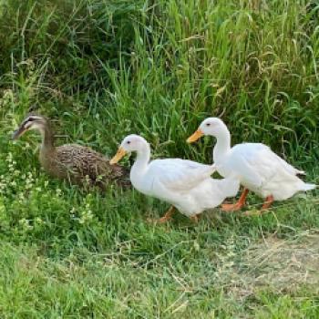 Oase für Pflanzen und Insekten, ein Spaziergang durch die Kindheit im Obst- und Naturgarten in Lohnsburg - (c) Gabi Dräger