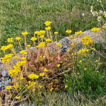 Oase für Pflanzen und Insekten, ein Spaziergang durch die Kindheit im Obst- und Naturgarten in Lohnsburg - (c) Gabi Dräger